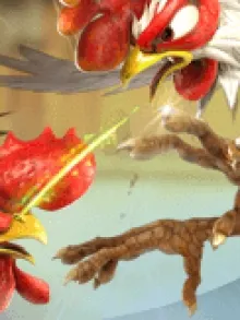 Cock Fighting